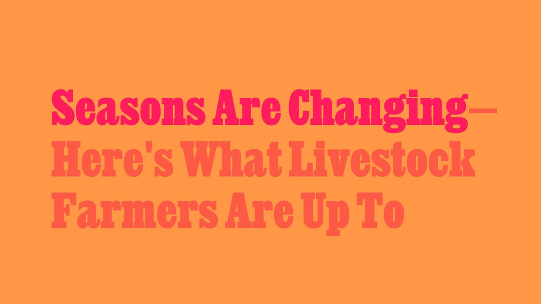 Seasons are Changing—Here’s What Livestock Farmers Are Up To