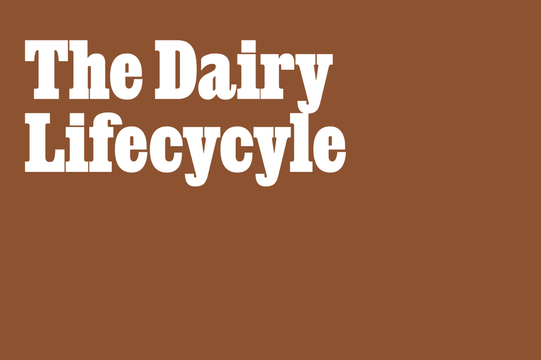Dairy Lifecycle